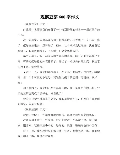 观察豆芽600字作文