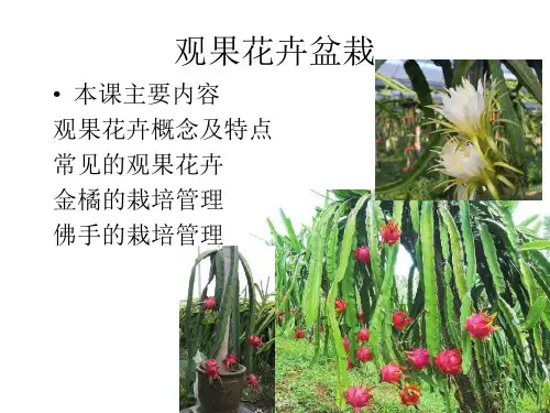 盆栽观果类花卉栽培技术