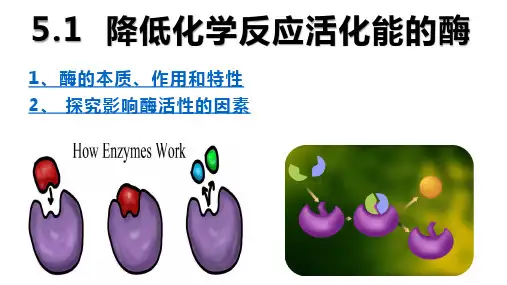 降低化学反应活化能的酶(第二课时)课件-2022-2023学年高一上学期生物人教版(2019)必修1