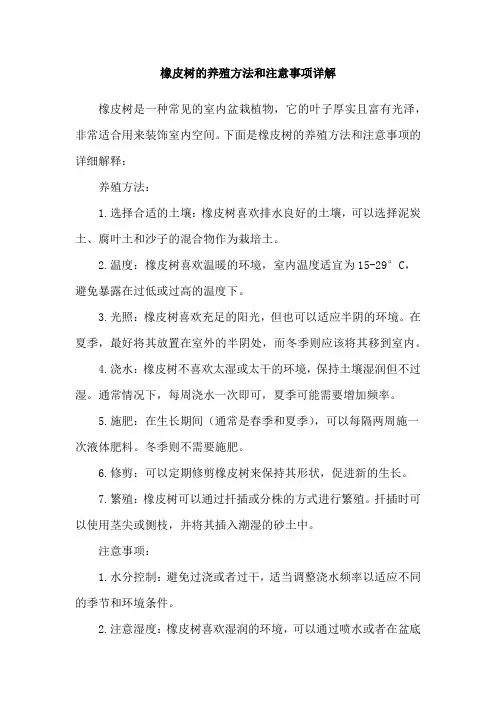 橡皮树的养殖方法和注意事项详解