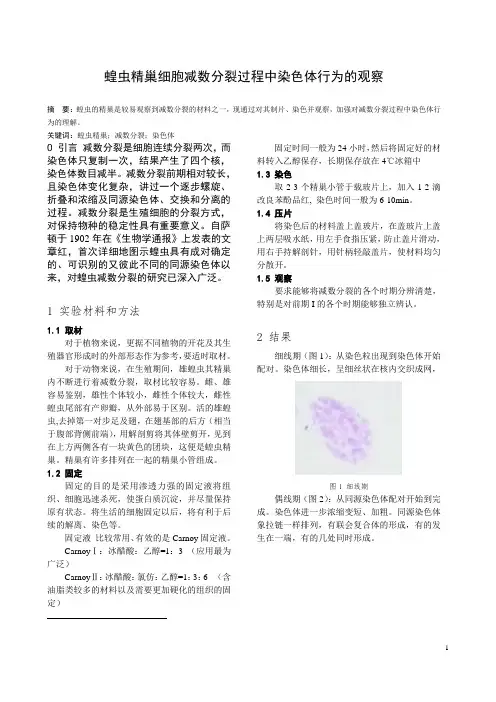 蝗虫精巢细胞减数分裂过程中染色体行为的观察
