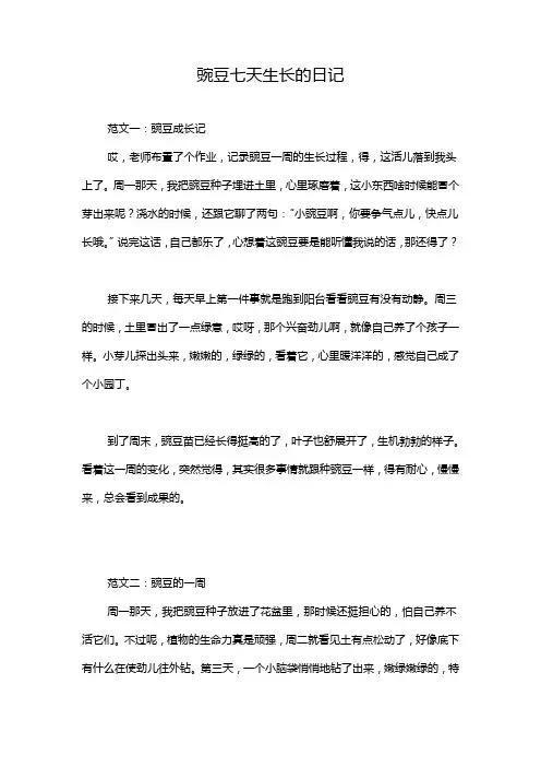 豌豆七天生长的日记