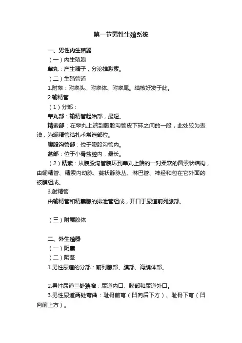 第一节男性生殖系统
