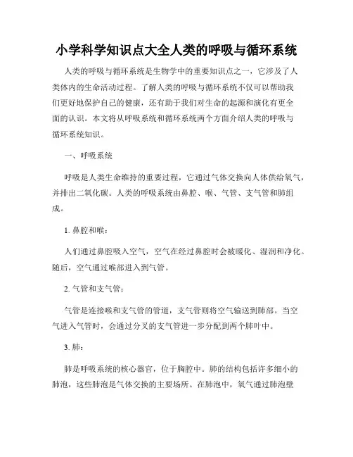 小学科学知识点大全人类的呼吸与循环系统