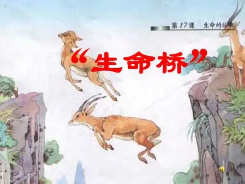 生命的壮歌《生命桥》 2