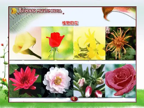 粤教版科学《开花结果》PPT教学课件1