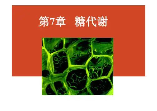 生物化学：第7章   糖代谢
