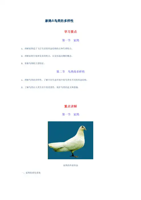 家鸽——精选推荐
