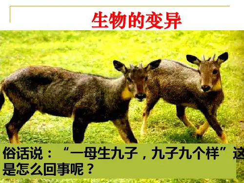 六年级下册科学课件生物的变异现象 苏教版 (共19页)PPT