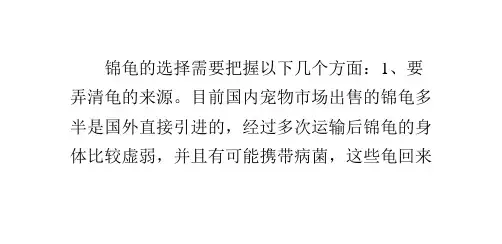 如何挑选锦龟