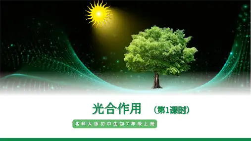 〖生 物〗光合作用第1课时课件-2024-2025学年北师大版生物七年级上册