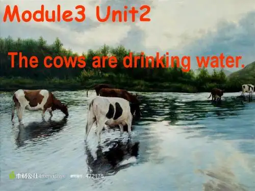 M3_U2The_cows_are_drinking_water