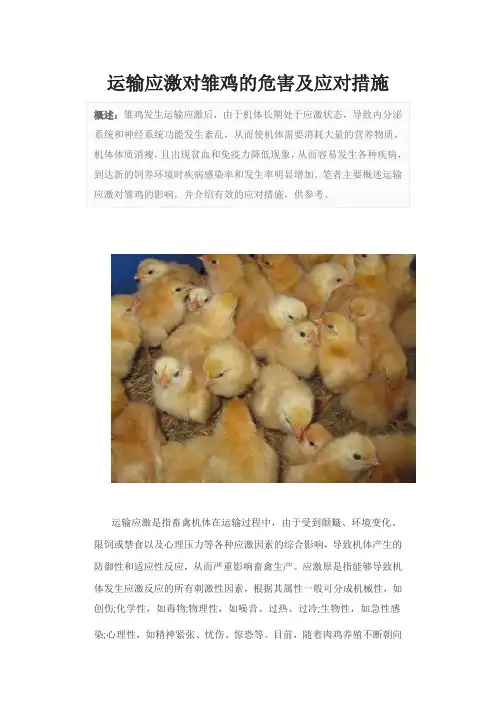 运输应激对雏鸡的危害及应对措施