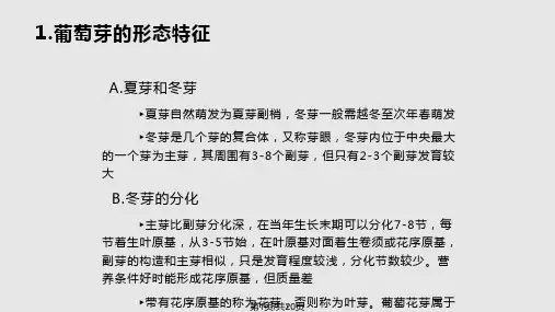 葡萄的花芽分化PPT课件