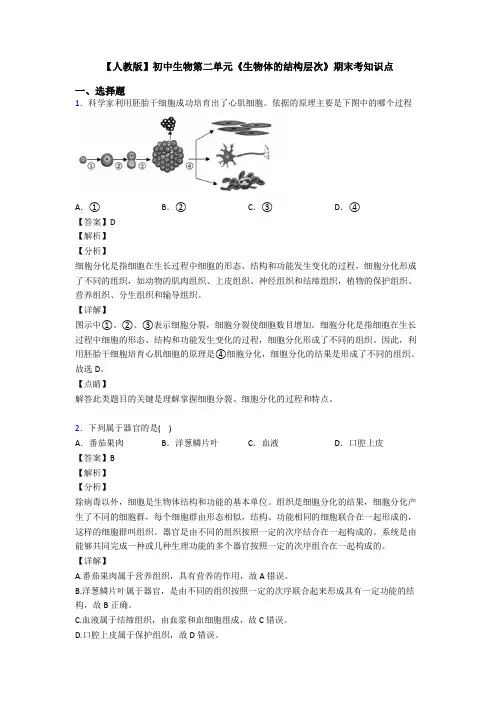 【人教版】初中生物第二单元《生物体的结构层次》期末考知识点