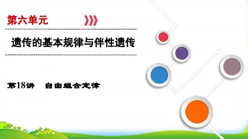 大一轮高考总复习生物(人教版)课件：第六单元 遗传的基本规律与伴性遗传 第18讲 自由组合定律