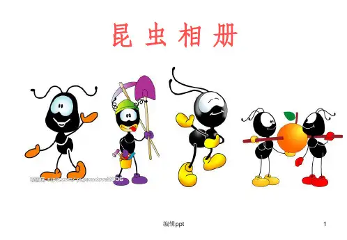 昆虫介绍PPT