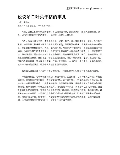 说说吊兰叶尖干枯的事儿