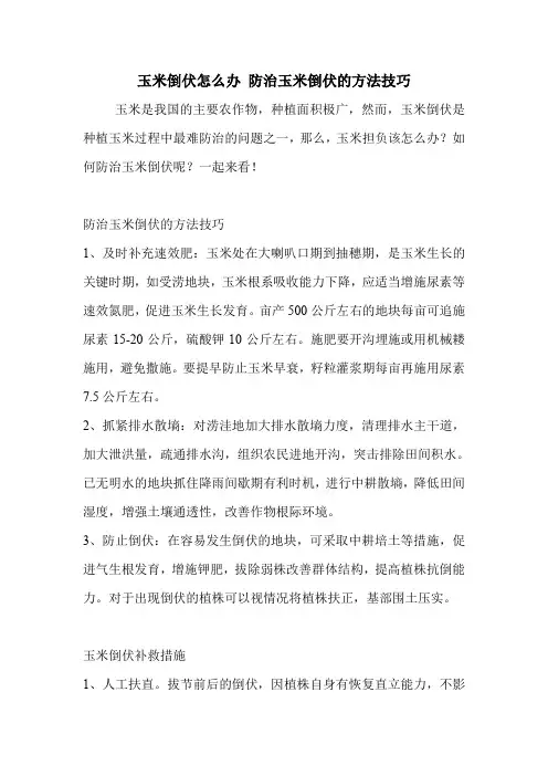 玉米倒伏怎么办 防治玉米倒伏的方法技巧.doc