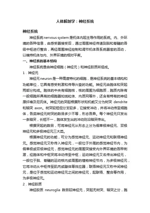 人体解剖学：神经系统