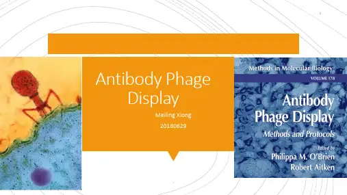 演示版抗体噬菌体展示技术.ppt