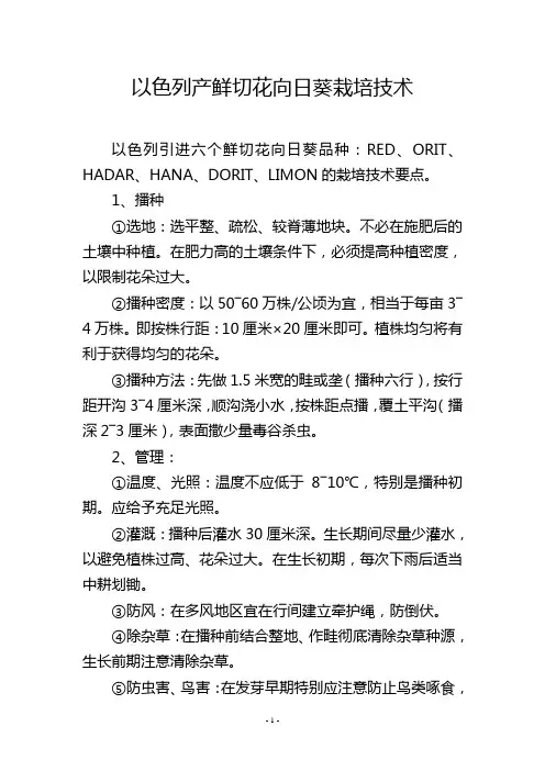 以色列产鲜切花向日葵栽培技术
