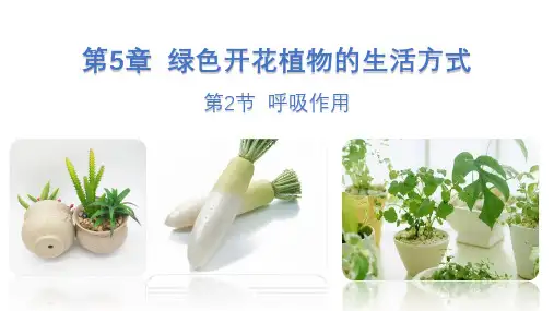 第五章第2节  呼吸作用 七年级上册生物课件(北师大版)