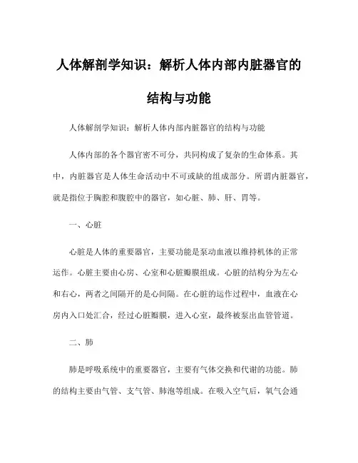 人体解剖学知识：解析人体内部内脏器官的结构与功能