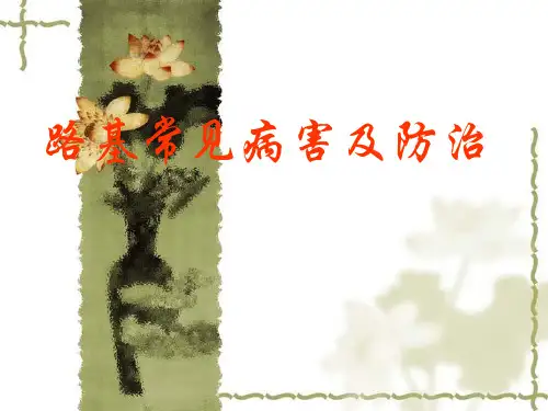 铁路路基常见病害及整治课件