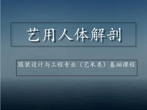 艺用人体解剖  ppt课件