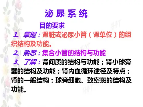 10第十章泌尿系统PPT课件