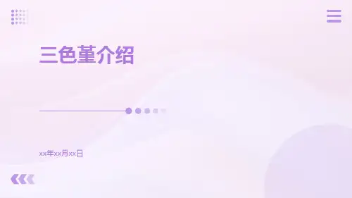 三色堇介绍