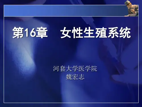 解剖组胚学-女性生殖系统