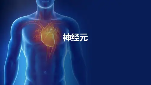 神经组织—神经元(组织胚胎学)