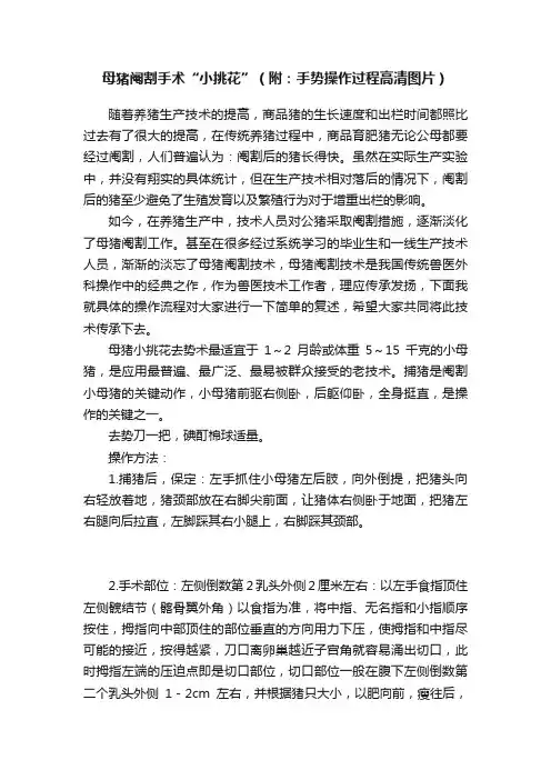 母猪阉割手术“小挑花”（附：手势操作过程高清图片）