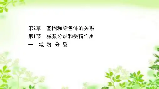 新教材人教版必修2 2.1.1 减数分裂 课件(73张)