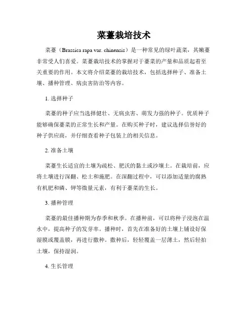 菜薹栽培技术