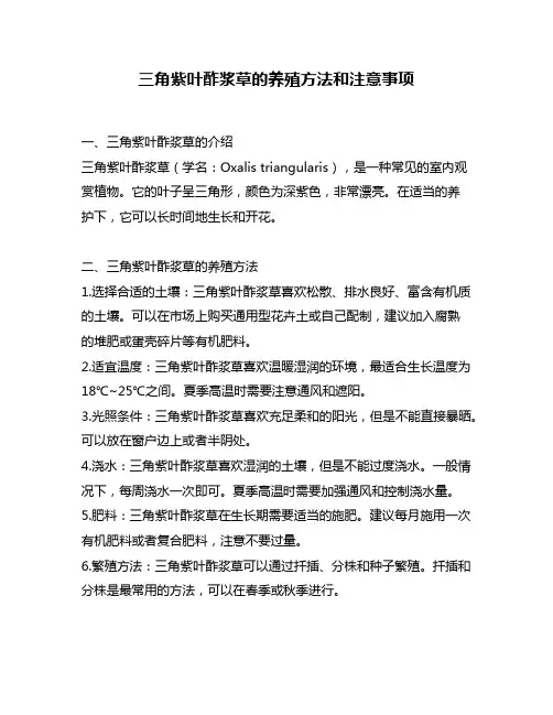 三角紫叶酢浆草的养殖方法和注意事项
