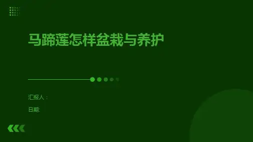 马蹄莲怎样盆栽与养护