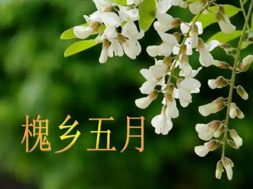 槐乡五月