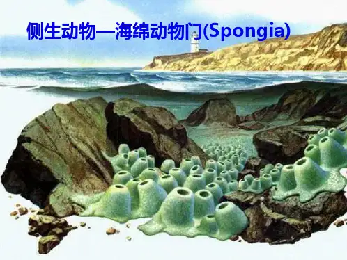 动物生物学海绵动物门(共26张PPT)