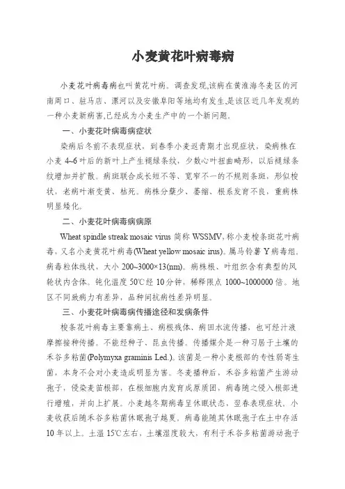 小麦黄花叶病毒病