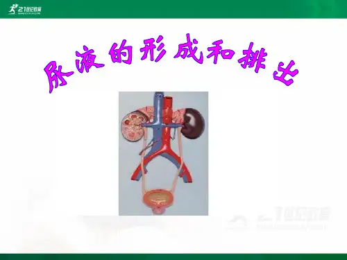 第一节尿液的形成和排出（ppt）