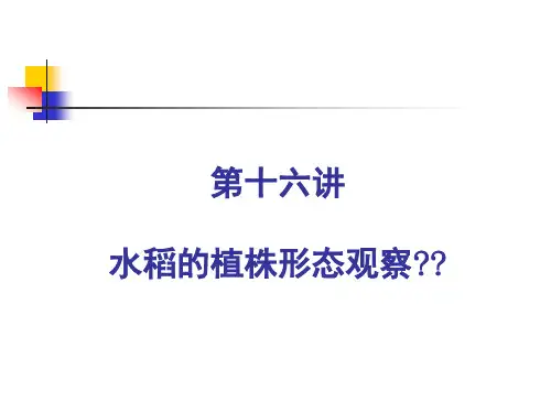 第十六讲水稻的植株形态观察