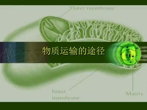 【初中生物】物质运输的途径PPT课件5