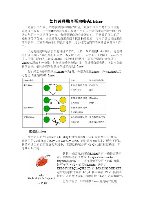 如何选择融合蛋白接头Linker