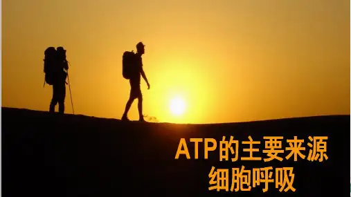 高考一轮复习_人教版生物必修一_《ATP的主要来源——细胞呼吸》课件PPT