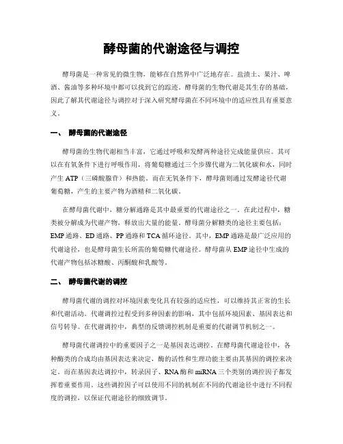 酵母菌的代谢途径与调控