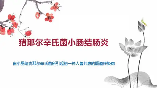 猪耶尔辛氏菌小肠结肠炎