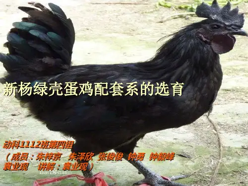 绿壳蛋鸡的养殖